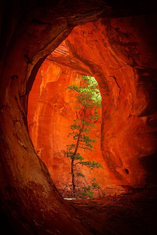 tree